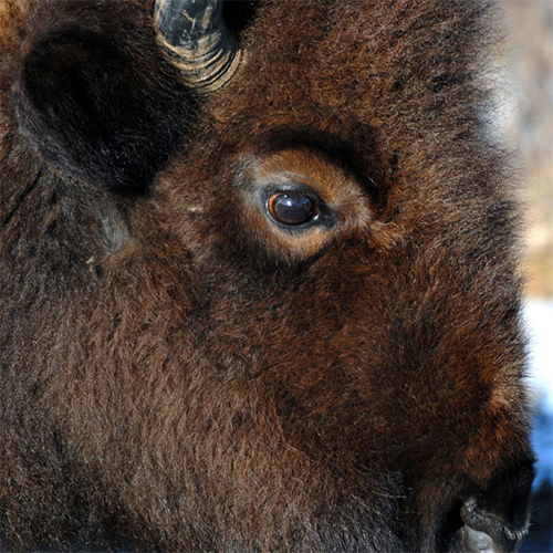 Alaska Photography Deer