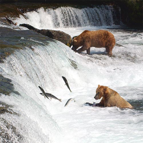 2 bears fishing