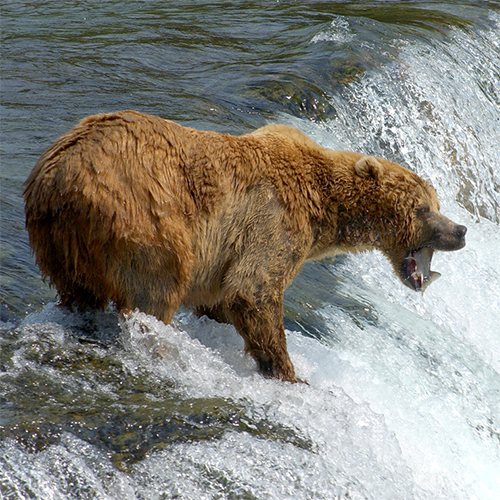 Alaska Bear with fish in mouth