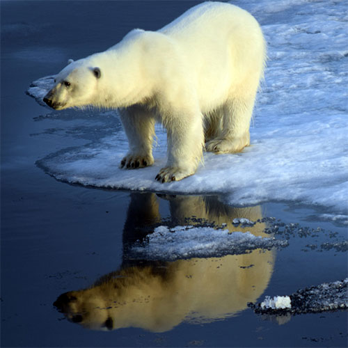 Artic Polar Bear