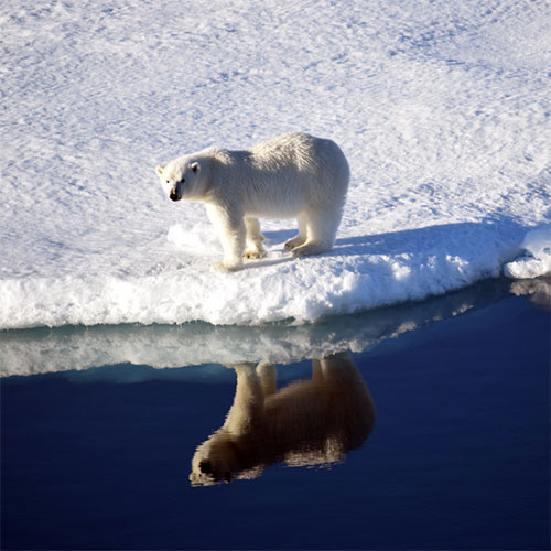 Artic Polar Bear Reflection