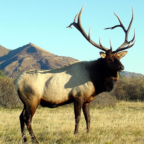 Alaska Elk